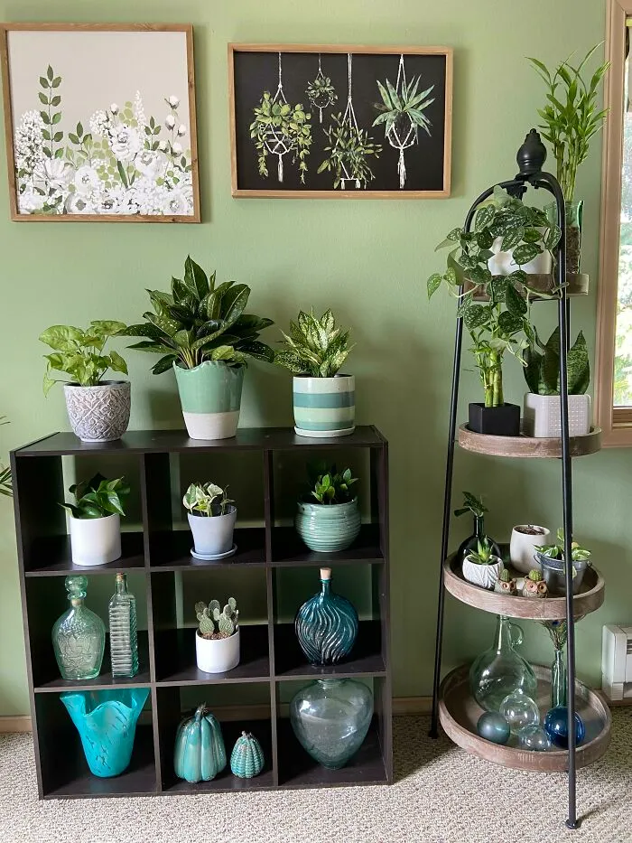 Indoor garden plants on shelves with decorative pots, framed botanical art on green wall.
