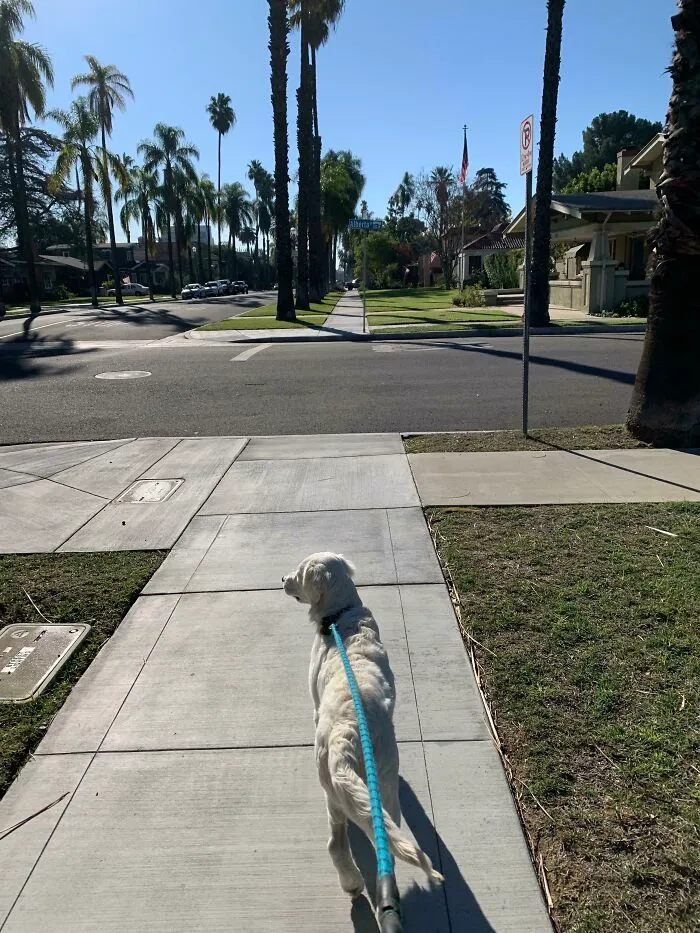 Toda mi familia quería adoptar un perro, pero finalmente soy yo quien se encarga de cuidarlo