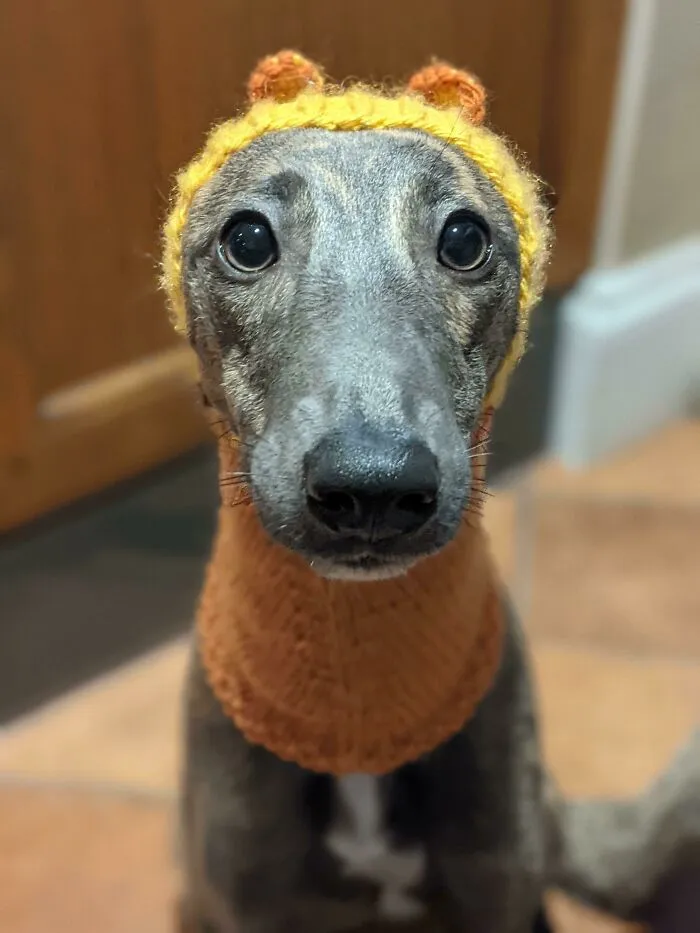 My Puppy Has A Cut On Her Ear That Needs Protection, So My MIL Made Her A Little Snood To Keep It Still