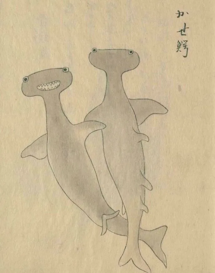 A Pair Of Hammerhead Sharks Depicted In The “Oki National Products Illustration Notes” During The Edo Period In Japan, 1735