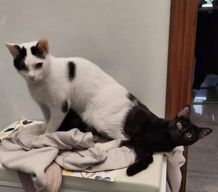 Twice The Fun With None Of The Mess!