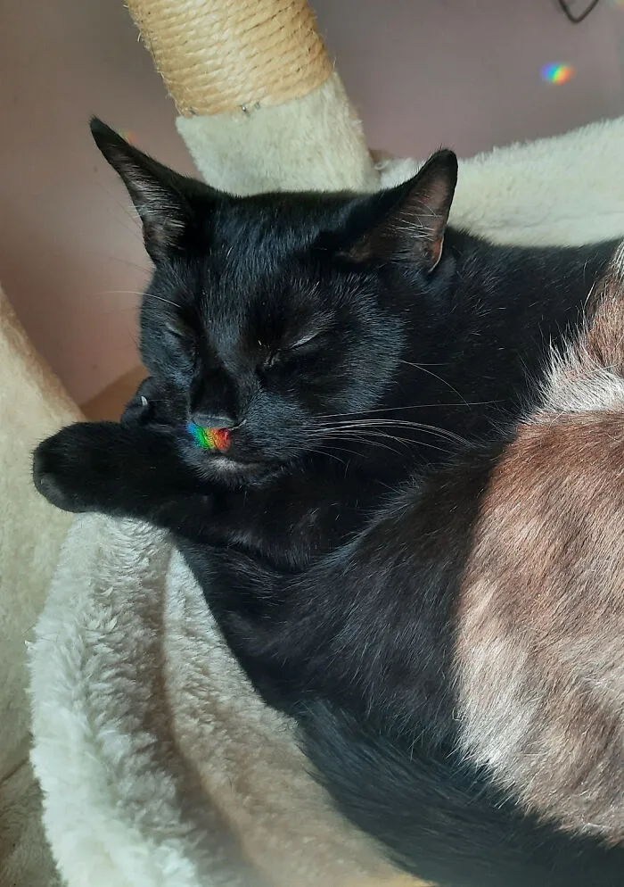 Hades And His Rainbow Colored Nose
