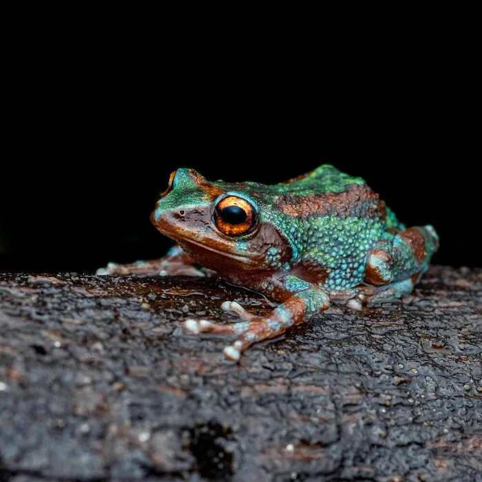 Photographer Captured 45 Macro Shots To Showcase The Hidden Charm Of Frogs