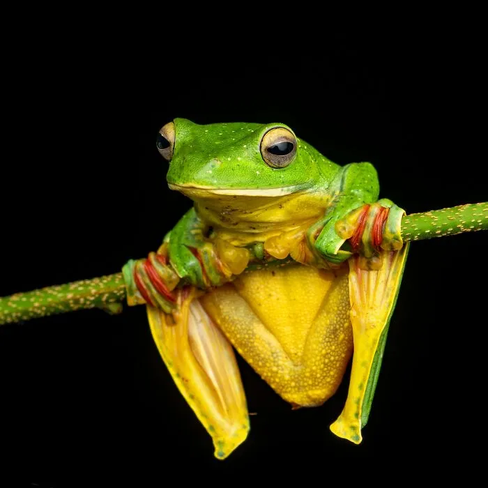 Photographer Captured 45 Macro Shots To Showcase The Hidden Charm Of Frogs
