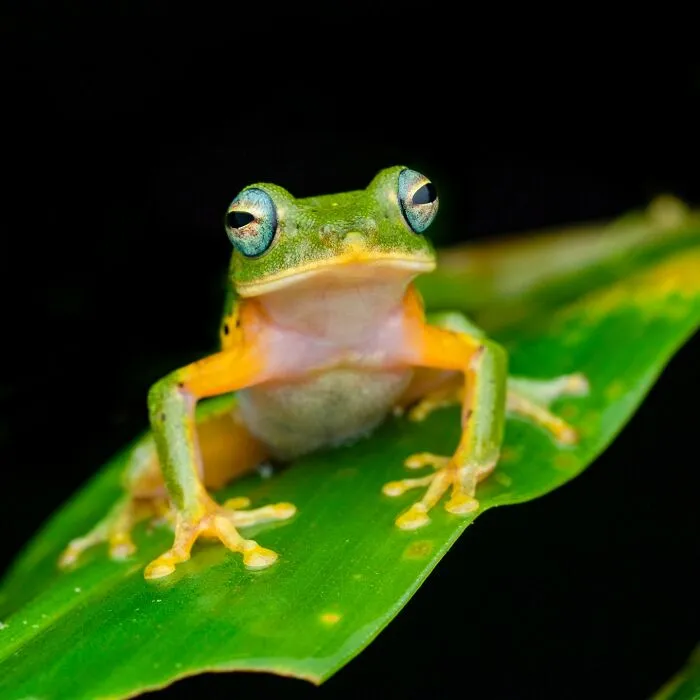 Photographer Captured 45 Macro Shots To Showcase The Hidden Charm Of Frogs