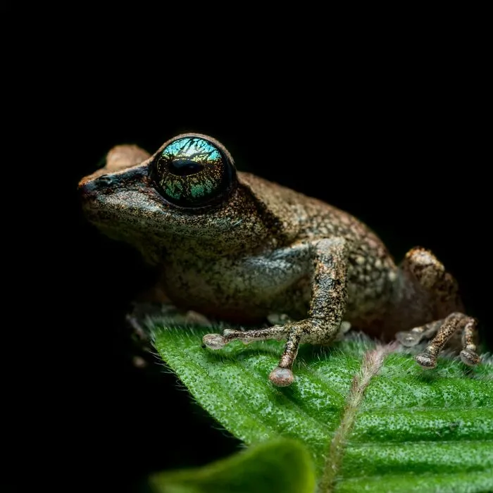 Photographer Captured 45 Macro Shots To Showcase The Hidden Charm Of Frogs