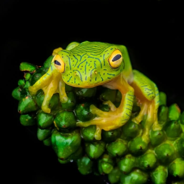 Photographer Captured 45 Macro Shots To Showcase The Hidden Charm Of Frogs