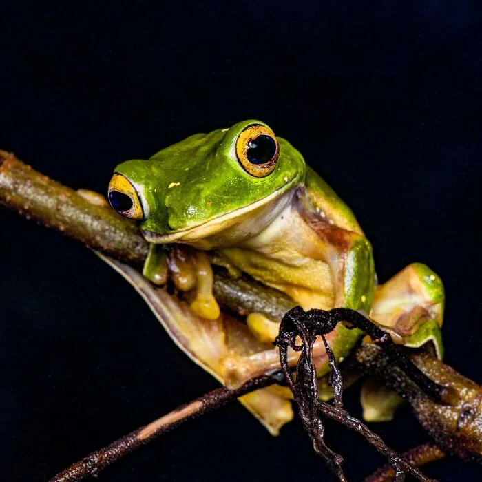 Photographer Captured 45 Macro Shots To Showcase The Hidden Charm Of Frogs