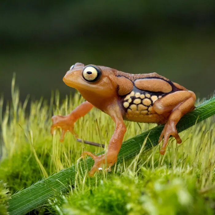 Photographer Captured 45 Macro Shots To Showcase The Hidden Charm Of Frogs