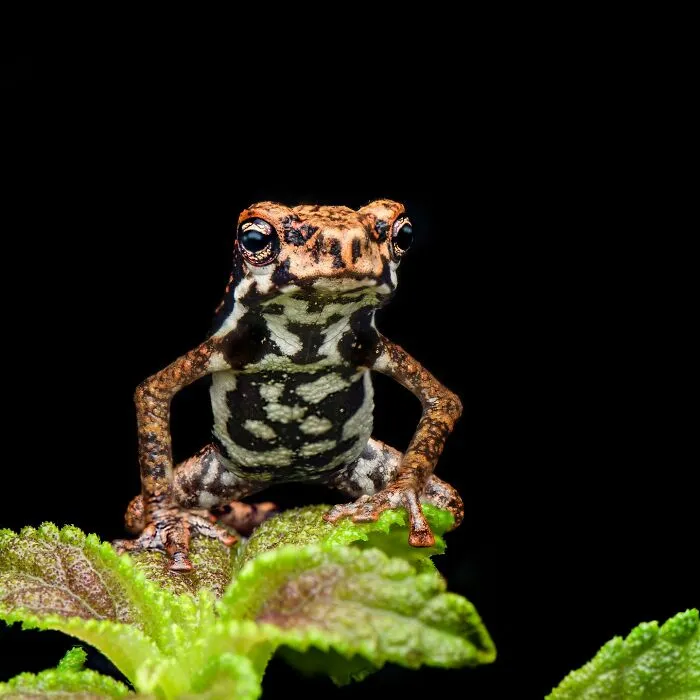 Photographer Captured 45 Macro Shots To Showcase The Hidden Charm Of Frogs