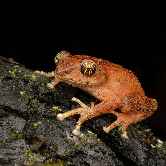 Photographer Captured 45 Macro Shots To Showcase The Hidden Charm Of Frogs