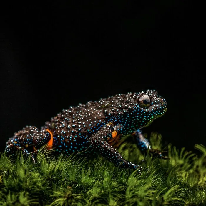 Photographer Captured 45 Macro Shots To Showcase The Hidden Charm Of Frogs