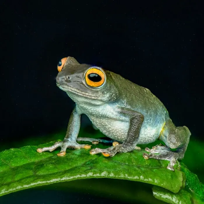 Photographer Captured 45 Macro Shots To Showcase The Hidden Charm Of Frogs