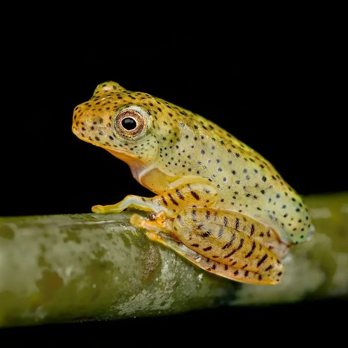 Photographer Captured 45 Macro Shots To Showcase The Hidden Charm Of Frogs