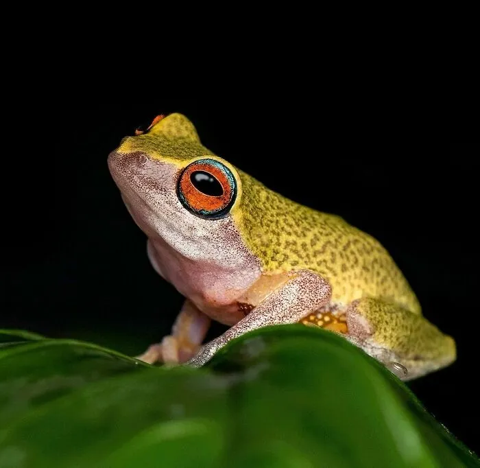 Photographer Captured 45 Macro Shots To Showcase The Hidden Charm Of Frogs