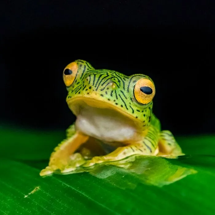 Photographer Captured 45 Macro Shots To Showcase The Hidden Charm Of Frogs