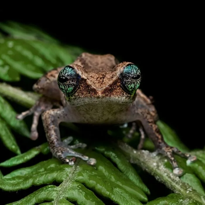 Photographer Captured 45 Macro Shots To Showcase The Hidden Charm Of Frogs