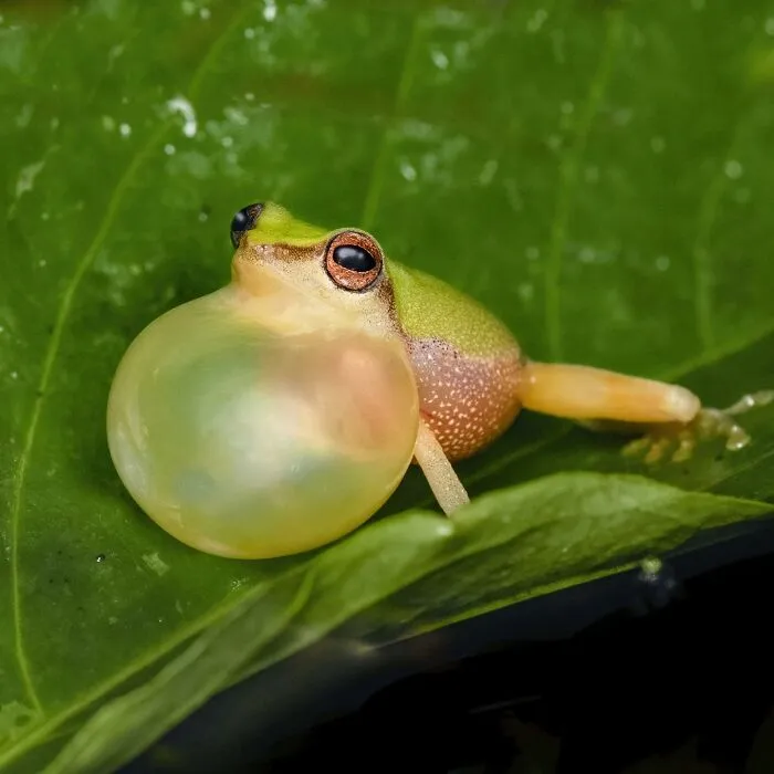 Photographer Captured 45 Macro Shots To Showcase The Hidden Charm Of Frogs