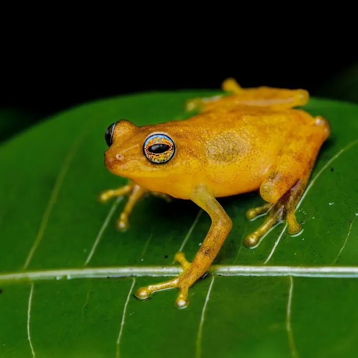Photographer Captured 45 Macro Shots To Showcase The Hidden Charm Of Frogs