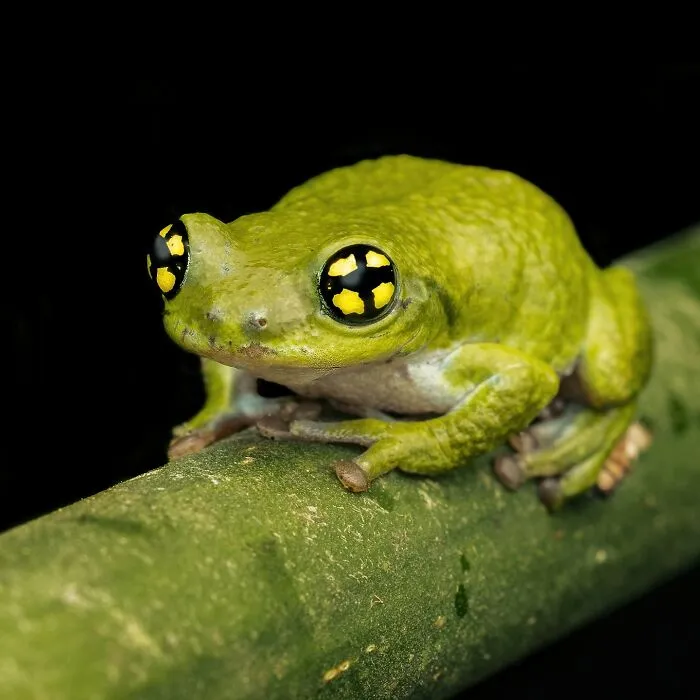 Photographer Captured 45 Macro Shots To Showcase The Hidden Charm Of Frogs