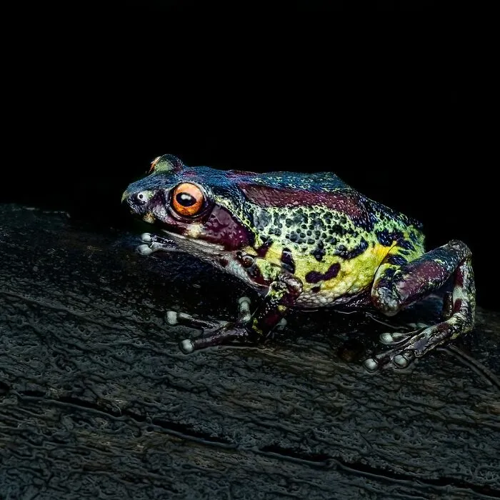 Photographer Captured 45 Macro Shots To Showcase The Hidden Charm Of Frogs