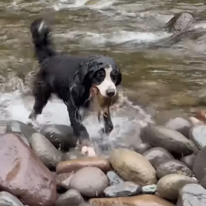 Buckeye - Rock Collector