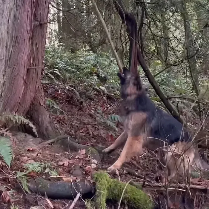 Tiffany - Prefers Trees Without Branches