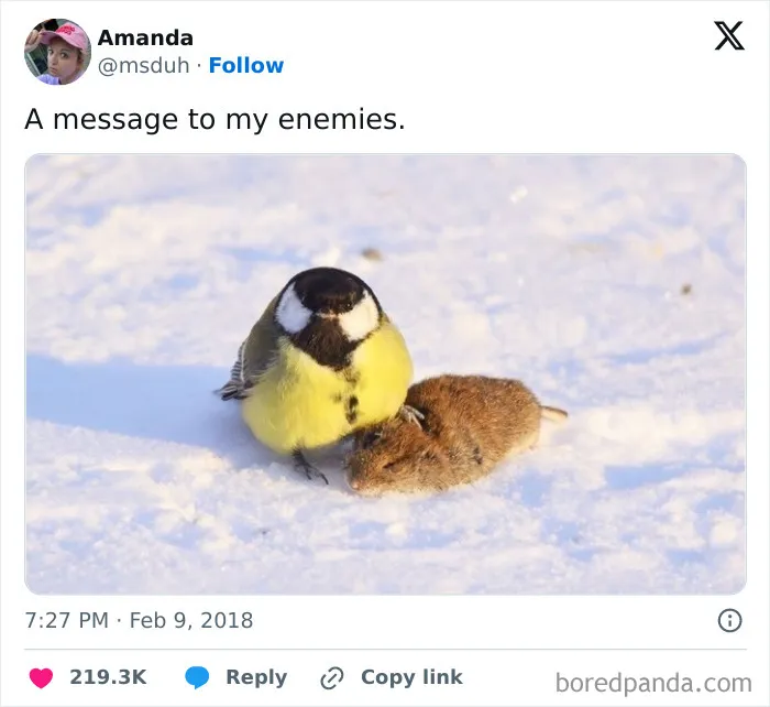 50 Times Birds Were Perfect Material For Memes