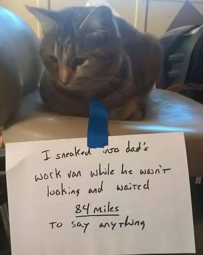 50 Memes That Cat Owners Might Find Relatable