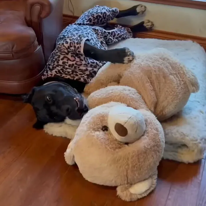 Sirius - Has Emotional Support Teddy