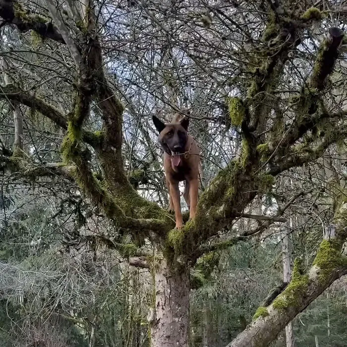 Magnus - Gets Stuck In Trees