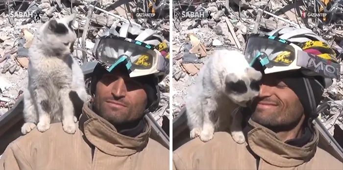 El gato, salvado de los escombros, no se separa de su salvador (Turquía)