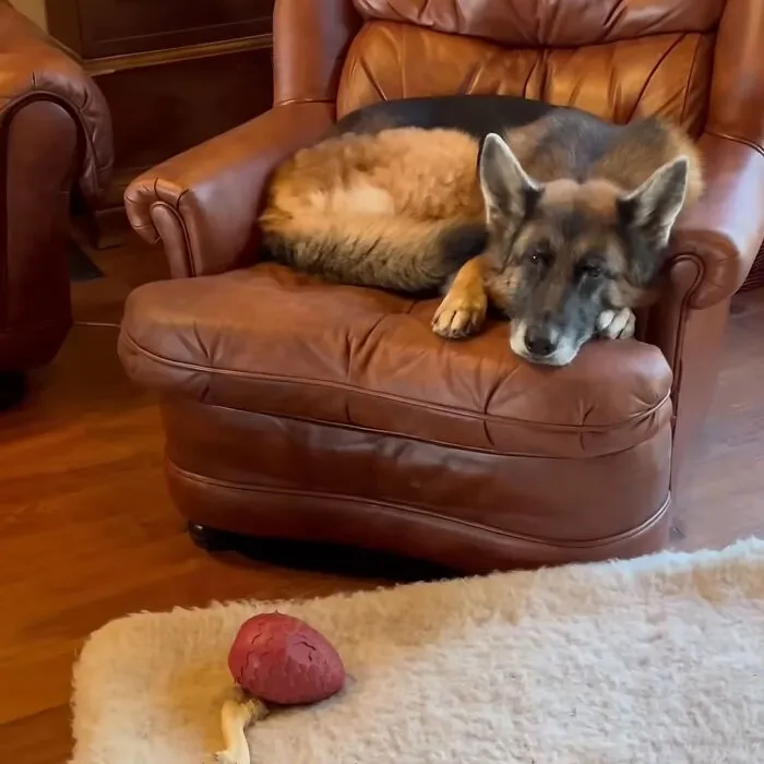 Shakira - Too Good For Dog Beds