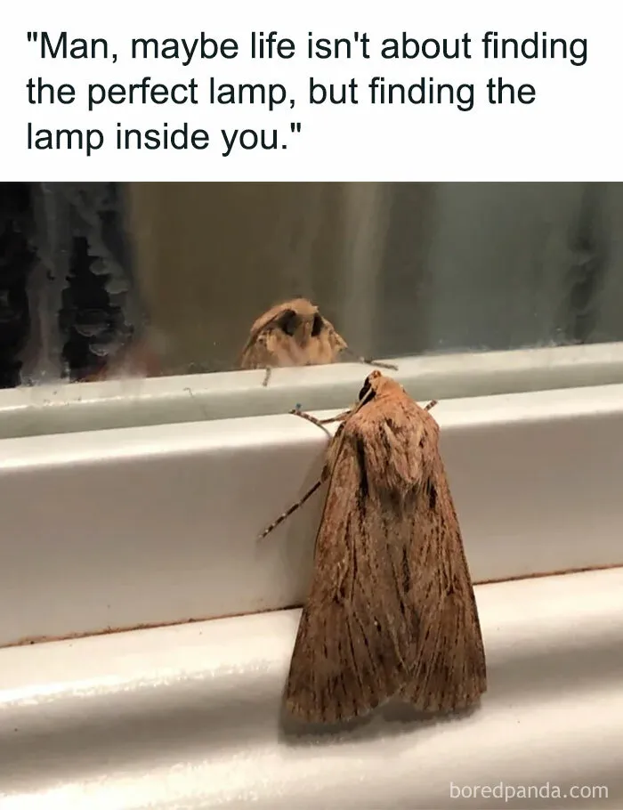 50 Hilarious Memes To Help Ease Your Anxiety With Laughter
