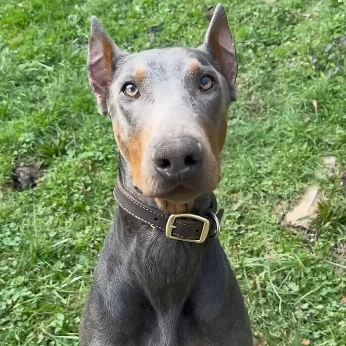 Atlas - Has No Idea What's Going On