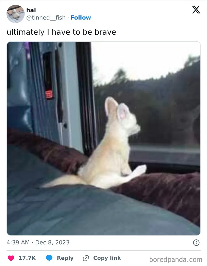 ‘Unbruthered’: 40 Totally Random Memes That Escalate Quickly