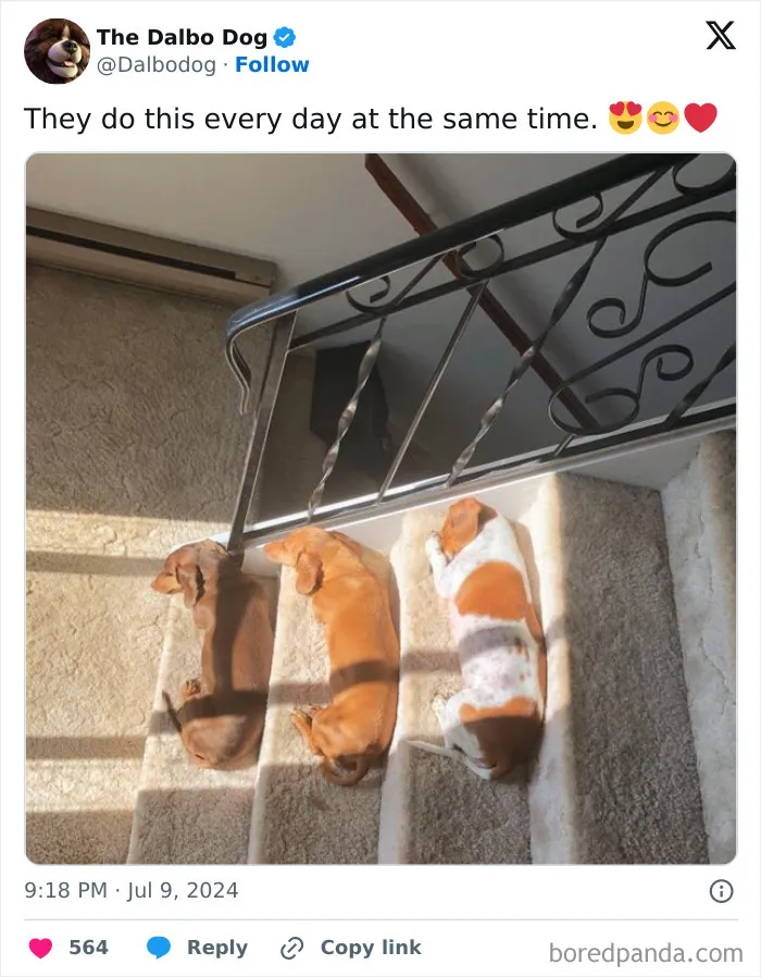 ‘Unbruthered’: 40 Totally Random Memes That Escalate Quickly
