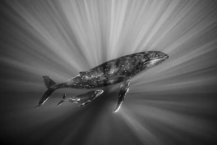 Bond Of The Deep By Renee Capozzola