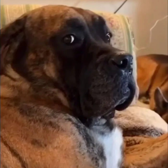 Bridget - Always Judging You