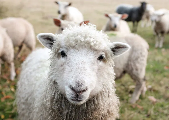 "Family Farm Life": 64 Things That Are A Lot Worse Than They Seem