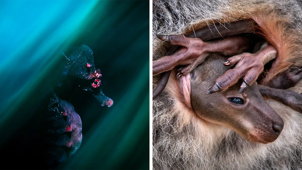 Here Are The Winners Of The Close-Up Photographer Of The Year Awards (50 Pics)