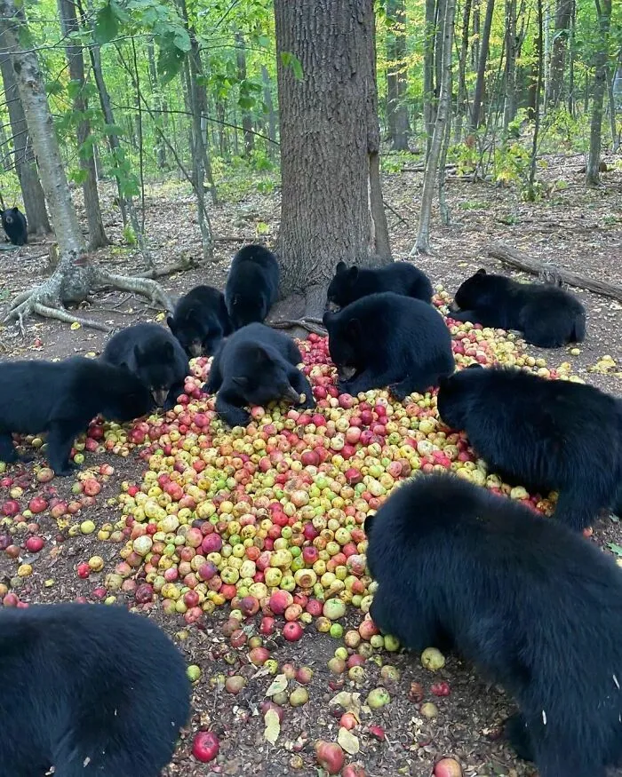 47 De las mejores fotos de animales haciendo lo que les da la gana