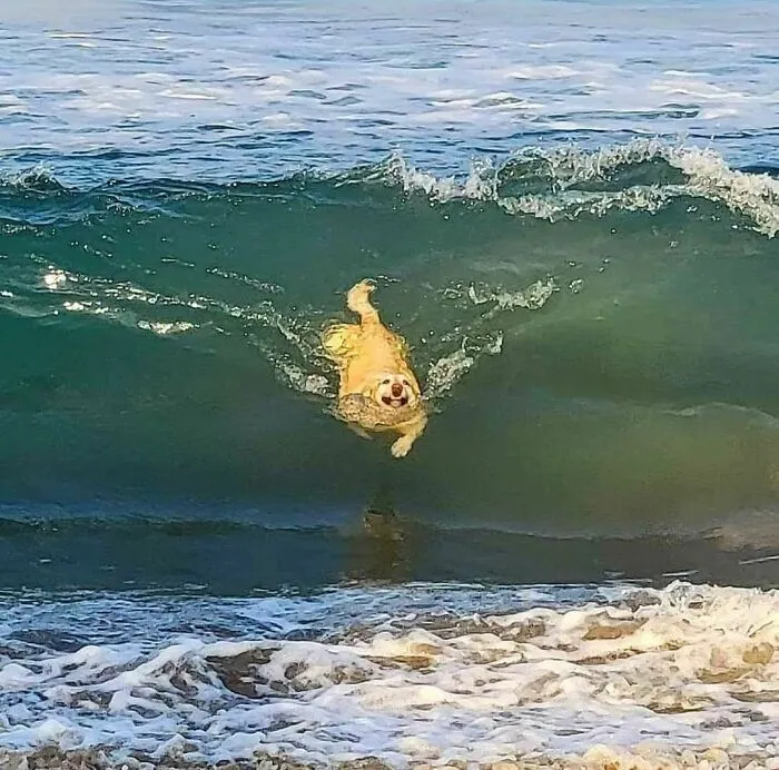 47 De las mejores fotos de animales haciendo lo que les da la gana