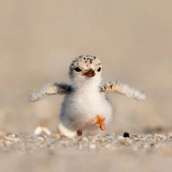 47 De las mejores fotos de animales haciendo lo que les da la gana