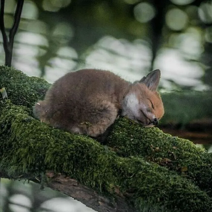"The Snuggle Is Real": 50 Pics Of Animals Doing The Most Random Stuff (Best Of All Time)