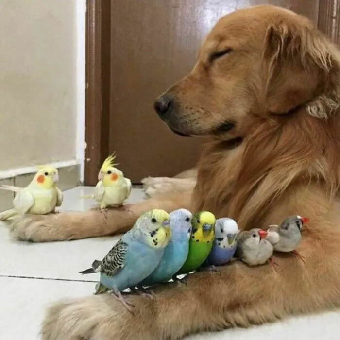 "The Snuggle Is Real": 50 Pics Of Animals Doing The Most Random Stuff (Best Of All Time)