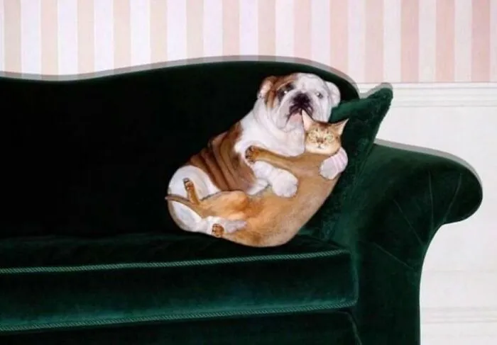 47 De las mejores fotos de animales haciendo lo que les da la gana
