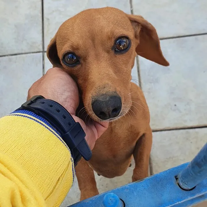 Animal-Friendly Postman: 44 Selfies This Man Took With Every Animal On His Mailing Route (New Pics)