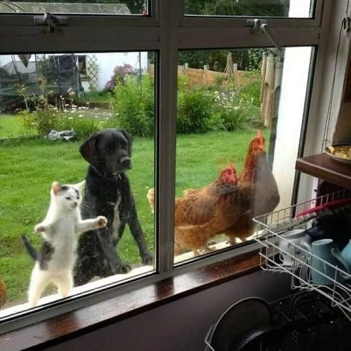 "The Snuggle Is Real": 50 Pics Of Animals Doing The Most Random Stuff (Best Of All Time)