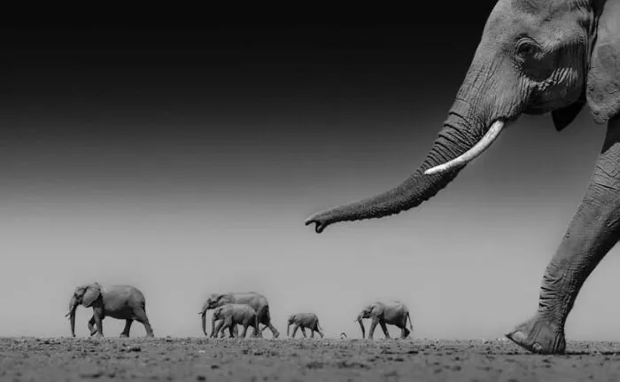 Matriarch’s Lead By Ateeb Hussain